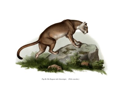 Puma by German School
